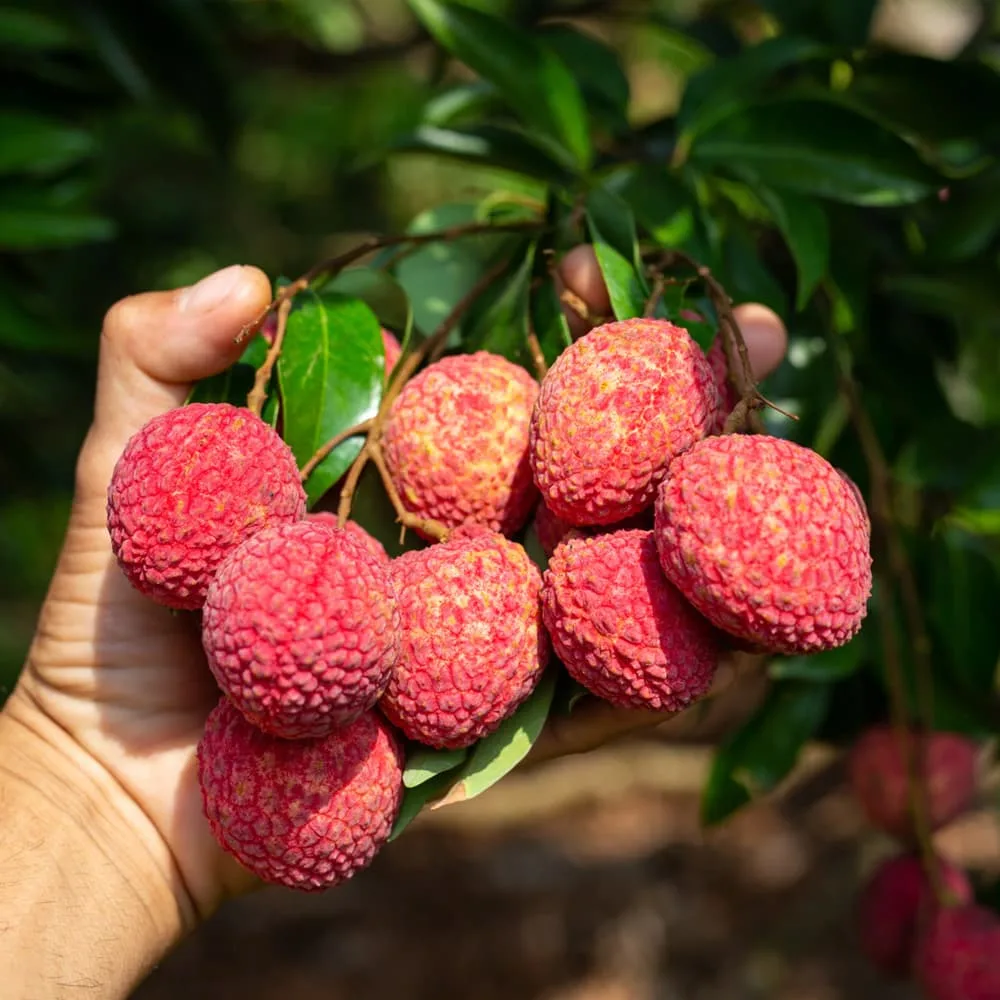 VietNamese Specialty Fresh Litchi Plump Fruit - Imagen 2